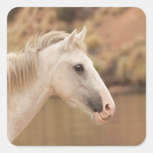 White Wild Horse Square Sticker