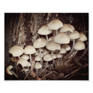White Wild Mushroom Cluster 8x10 Photo Print