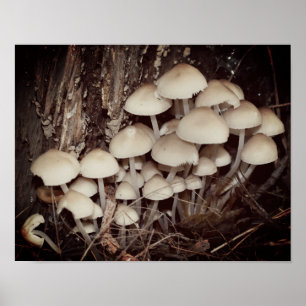 White Wild Mushroom Cluster  Poster