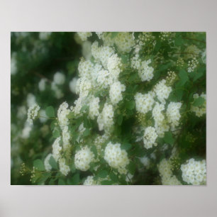 White Wild Rambling Roses Poster
