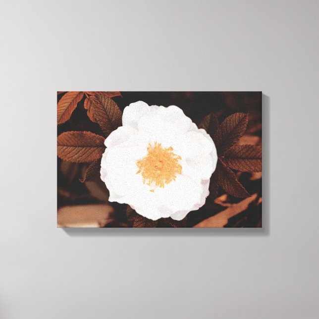 White Wild Rose On Copper Toned Autumn Leaves Canvas Print (Front)
