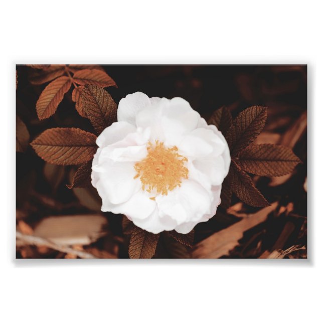White Wild Rose On Copper Toned Autumn Leaves Photo Print (Front)
