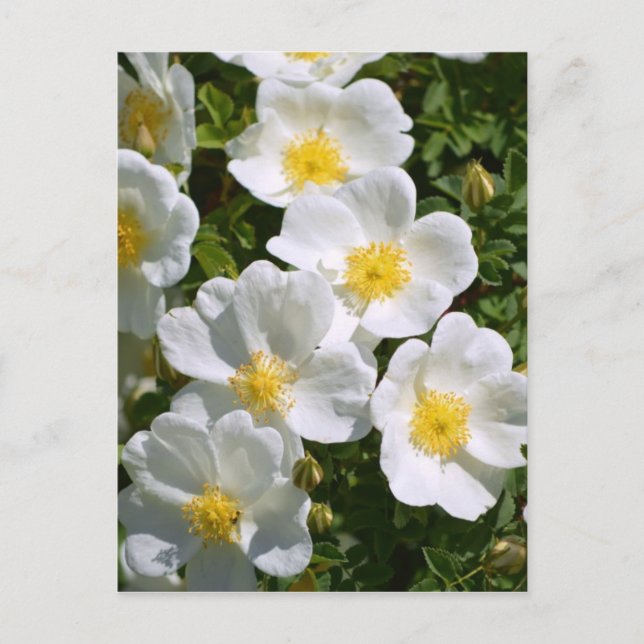 White Wild Roses Postcard (Front)
