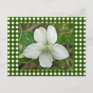 White Wild Violet Coordinating Items Postcard