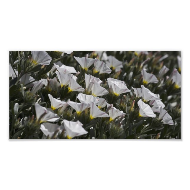 White Wildflowers all around Photo Print (Front)