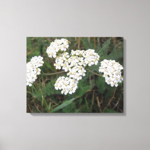 White Wildflowers Canvas Print