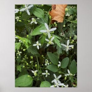 White Wildflowers Photo Poster