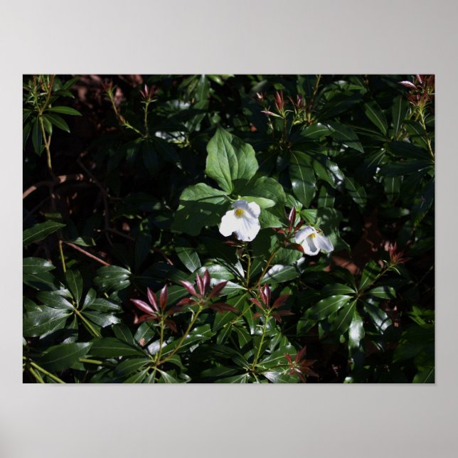  White Wildflowers Poster (Front)