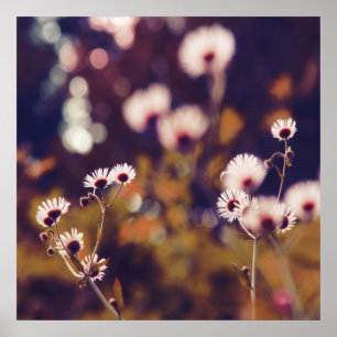 White Wildlowers in Sunlight Purple Bokeh Poster