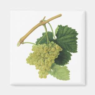 White Wine Grapes on the Vine, Vintage Food Fruit Magnet