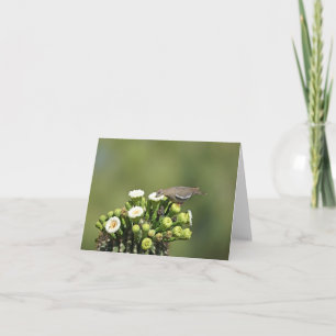 White-winged Dove Card