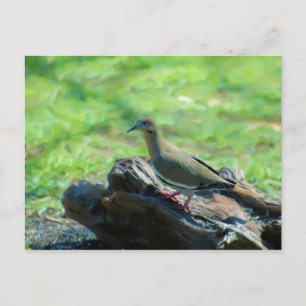 White Winged Dove Postcard