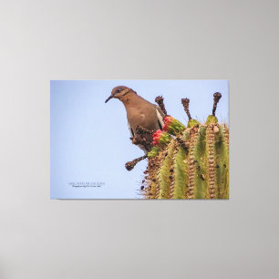 White Winged Dove With Saguaro Cactus Fruit 60x40 Canvas Print