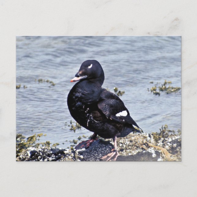 White-winged Scoter, Adak Island Postcard (Front)