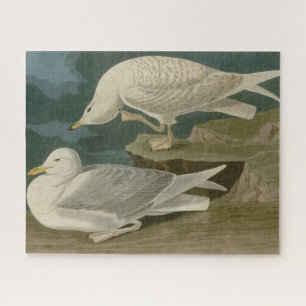 White-winged silvery Gull Audubon Birds of America Jigsaw Puzzle