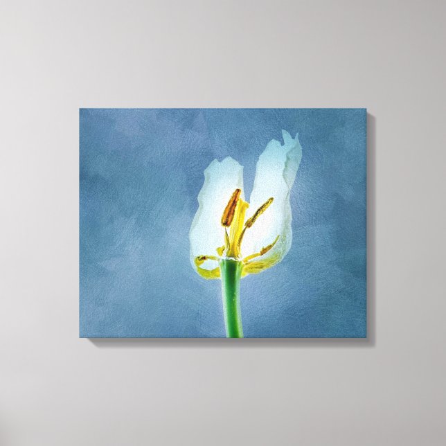 White withering tulip flower canvas print (Front)