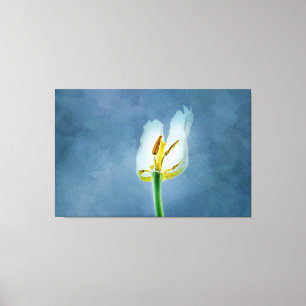 White withering tulip flower canvas print