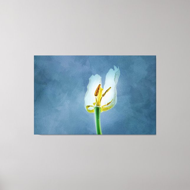 White withering tulip flower canvas print (Front)