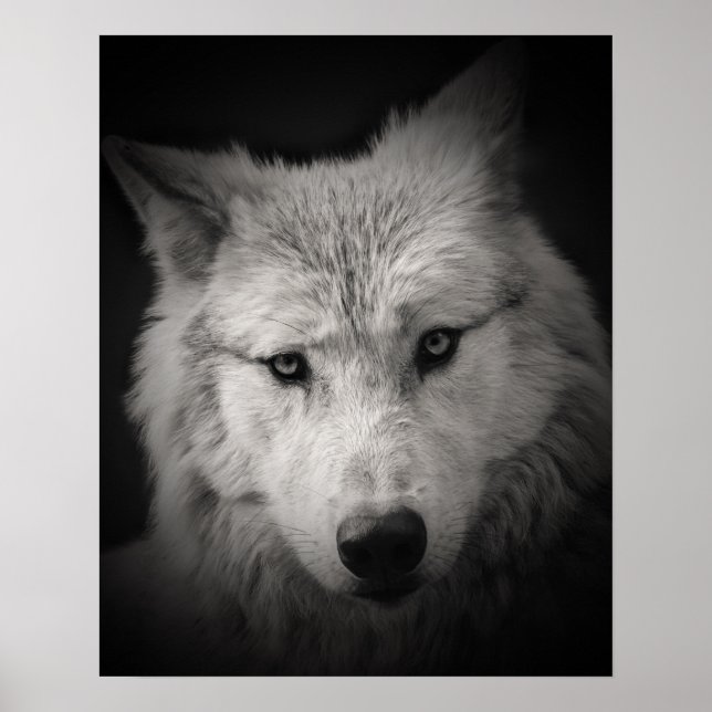 White Wolf Black White Photo Poster (Front)