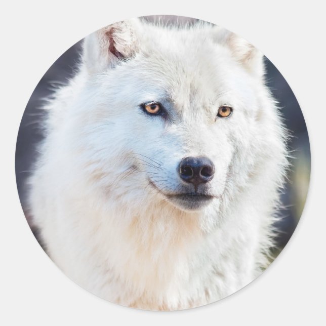 WHITE WOLF CLASSIC ROUND STICKER (Front)