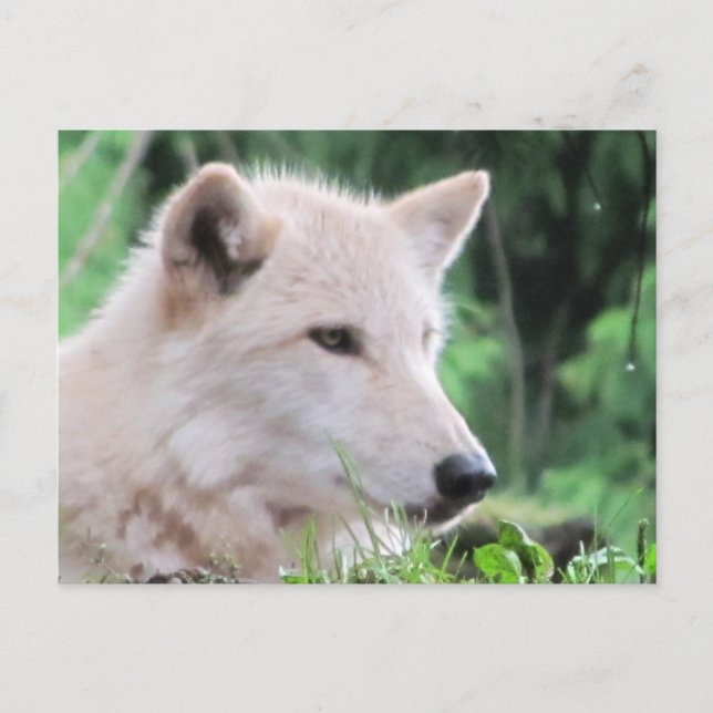 White Wolf Close Up Profile Postcard (Front)