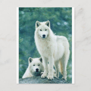 WHITE WOLF POSTCARD