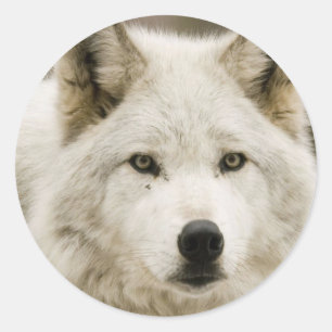 White Wolf round sticker