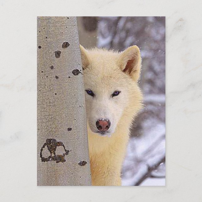 White Wolves Postcard (Front)