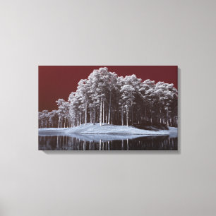 White Woods Canvas Print