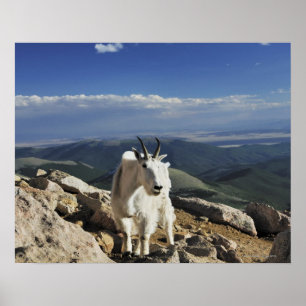 White Wool Rocky Mountain Goat stands on top of Poster