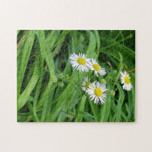 White yellow daisy flower jigsaw puzzle (Horizontal)