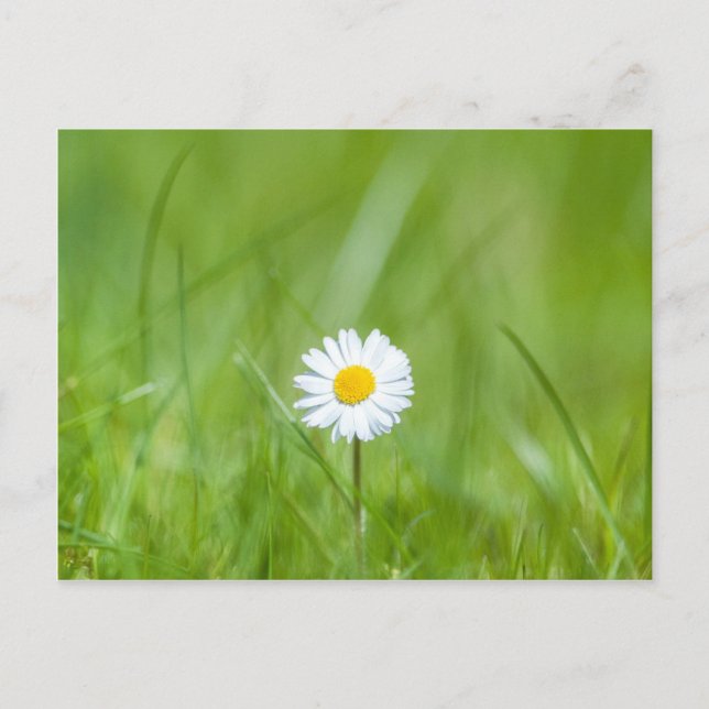 White Yellow Daisy Flower on Green Grass Postcard (Front)