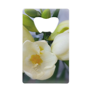 white yellow freesia