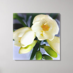white yellow freesia canvas print