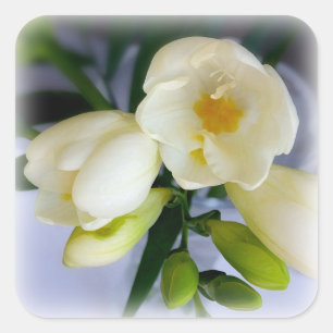 white yellow freesia square sticker