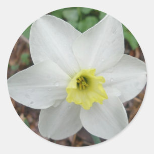 White & Yellow Narcissus Note Card Classic Round Sticker