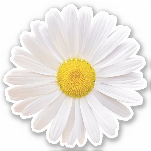 White Yellow Shasta Daisy Flower Kiss-Cut Sticker (Front)