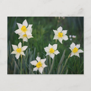White & Yellow Spring Daffodils Postcard