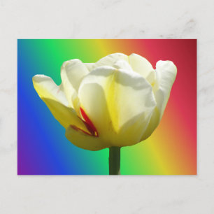 White Yellow Tulip Close Up Rainbow DIY Postcard