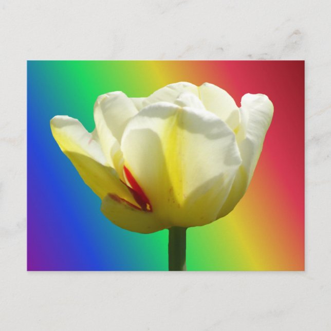 White Yellow Tulip Close Up Rainbow DIY Postcard (Front)