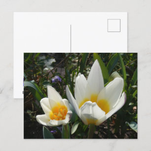 White Yellow Tulips DIY Postcard