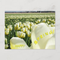 White Yellow Tulips Field Happy Spring Postcard