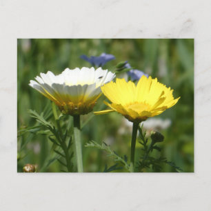 White & Yellow Wildflower DIY Postcard