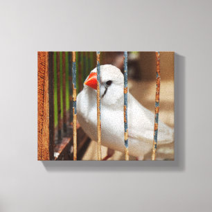 White Zebra Finch Bird in Cage Canvas Print