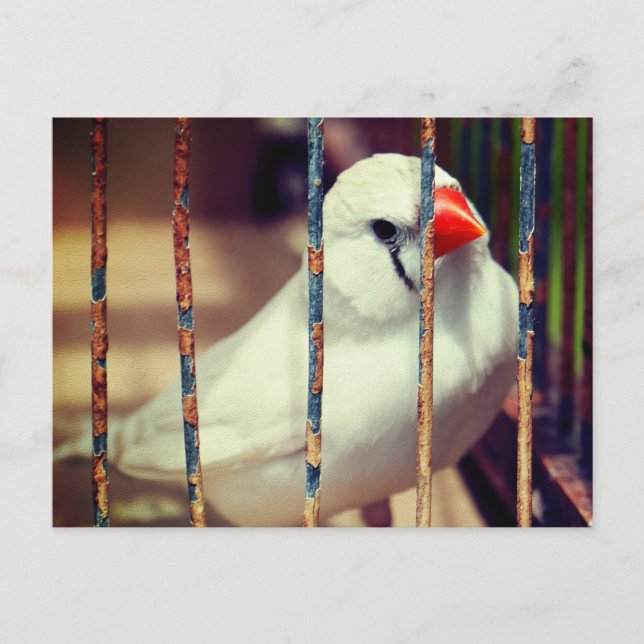 White Zebra Finch Bird in Cage  Postcard (Front)