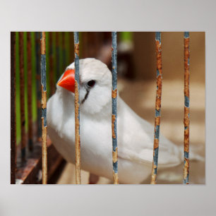 White Zebra Finch Bird in Cage Poster