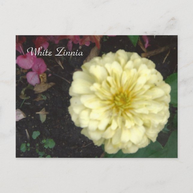 White Zinnia Postcard (Front)