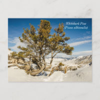 Whitebark pine (Pinus albicaulis) - Yellowstone