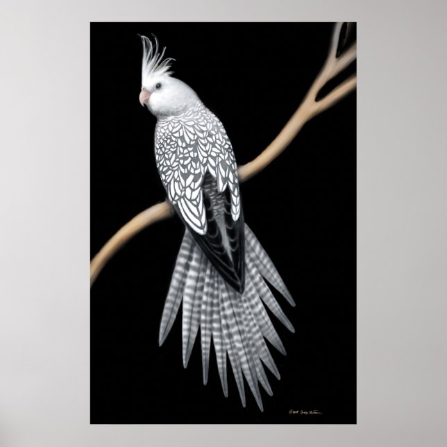Whitefaced Pearl Pied Cockatiel Poster (Front)