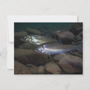 Whitefish Swimming  Postcard